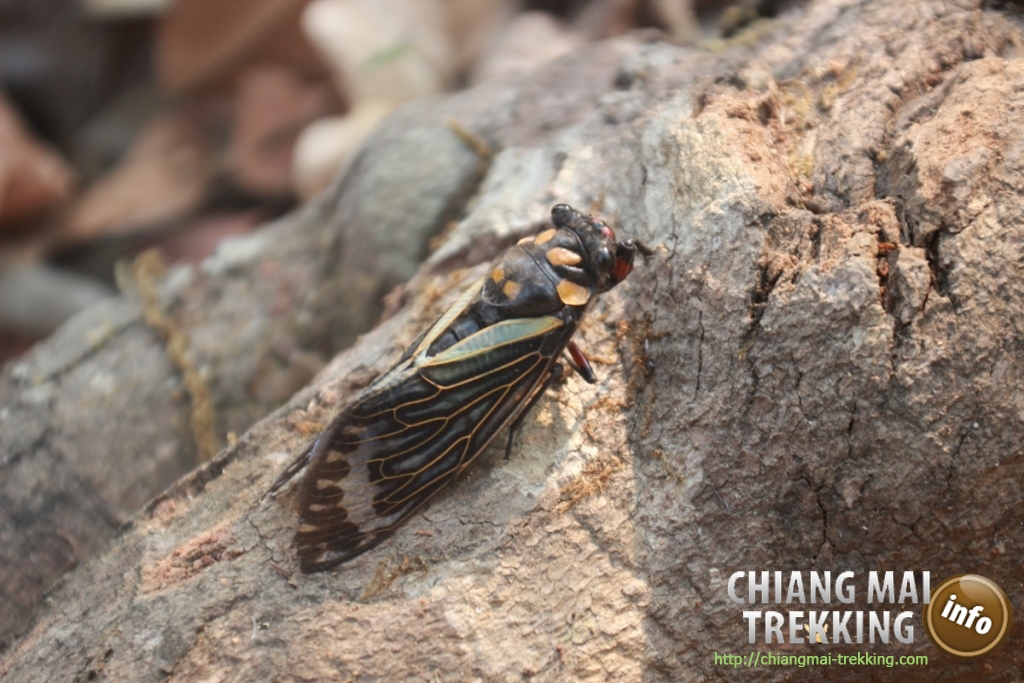 3-days/2-nights Trekking Tour | Chiang Mai Trekking | Le meilleur trekking à Chiang Mai avec Piroon Nantaya